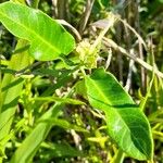 Araujia sericifera Blatt