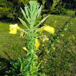 Oenothera glazioviana Цветок