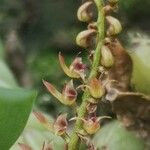 Bulbophyllum resupinatum Kwiat