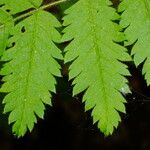 Sorbus aucuparia Blatt