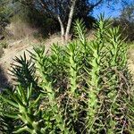 Austrocylindropuntia subulata Folla