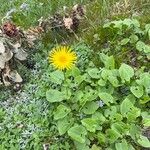 Doronicum columnae 花