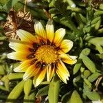 Gazania linearis Flower