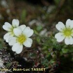 Saxifraga muscoides Bloem