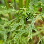 Jacobaea erucifolia Blatt