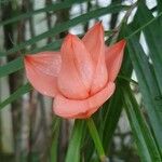 Freycinetia cumingiana Flower