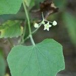 Sicyos angulatus Flor