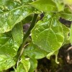Nicotiana alata ഇല