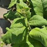 Inula helenium Habit