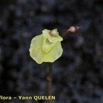 Utricularia minor Ovoce