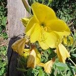 Oenothera glaziovianaFiore