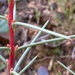 Hakea sericea 葉