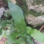 Asplenium scolopendriumFolha