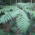 Cyathea arborea موطن