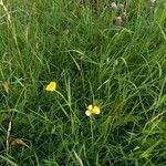 Ranunculus acrisBlomma