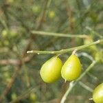 Retama monosperma Fruit