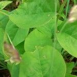 Desmodium intortum Leaf