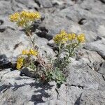 Alyssum serpyllifolium Hábito