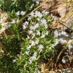 Drypis spinosa Fula