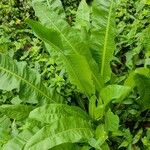 Rumex cristatus Leaf