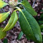 Rhododendron augustinii Beste bat