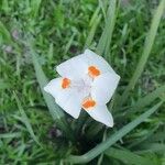 Dietes bicolor Flor