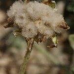 Arctotheca calendula Ostalo