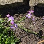 Malcolmia maritima ശീലം
