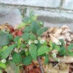 Phyla scaberrima Hoja