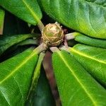 Rhododendron uvariifolium Otro