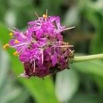 Dalea purpurea Квітка