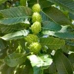 Nothofagus alpina Fruto
