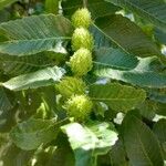 Nothofagus alpina Fruit