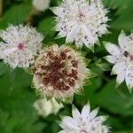 Astrantia major Fruitua