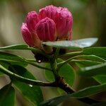 Rhododendron vernicosum Fiore