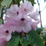 Rhododendron uvariifolium Flor