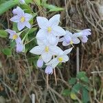 Solanum laxum Blomst