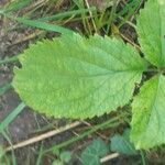 Verbena urticifolia 葉