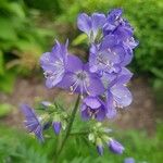 Polemonium caeruleumΛουλούδι