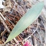 Melaleuca viridiflora Hoja