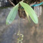 Angraecopsis elliptica 整株植物