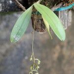 Angraecopsis elliptica Hábito