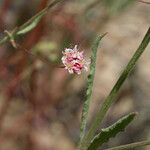 Eriogonum angulosum Staniste