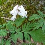 Dicentra canadensis Habitus