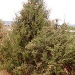 Juniperus phoenicea Habit