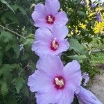 Hibiscus syriacusFlower