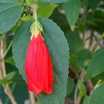 Malvaviscus penduliflorus Flor