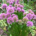 Allium angulosum Blomst