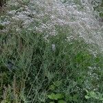 Gypsophila paniculata عادت