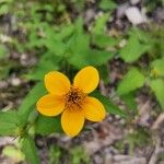Viguiera dentata 花